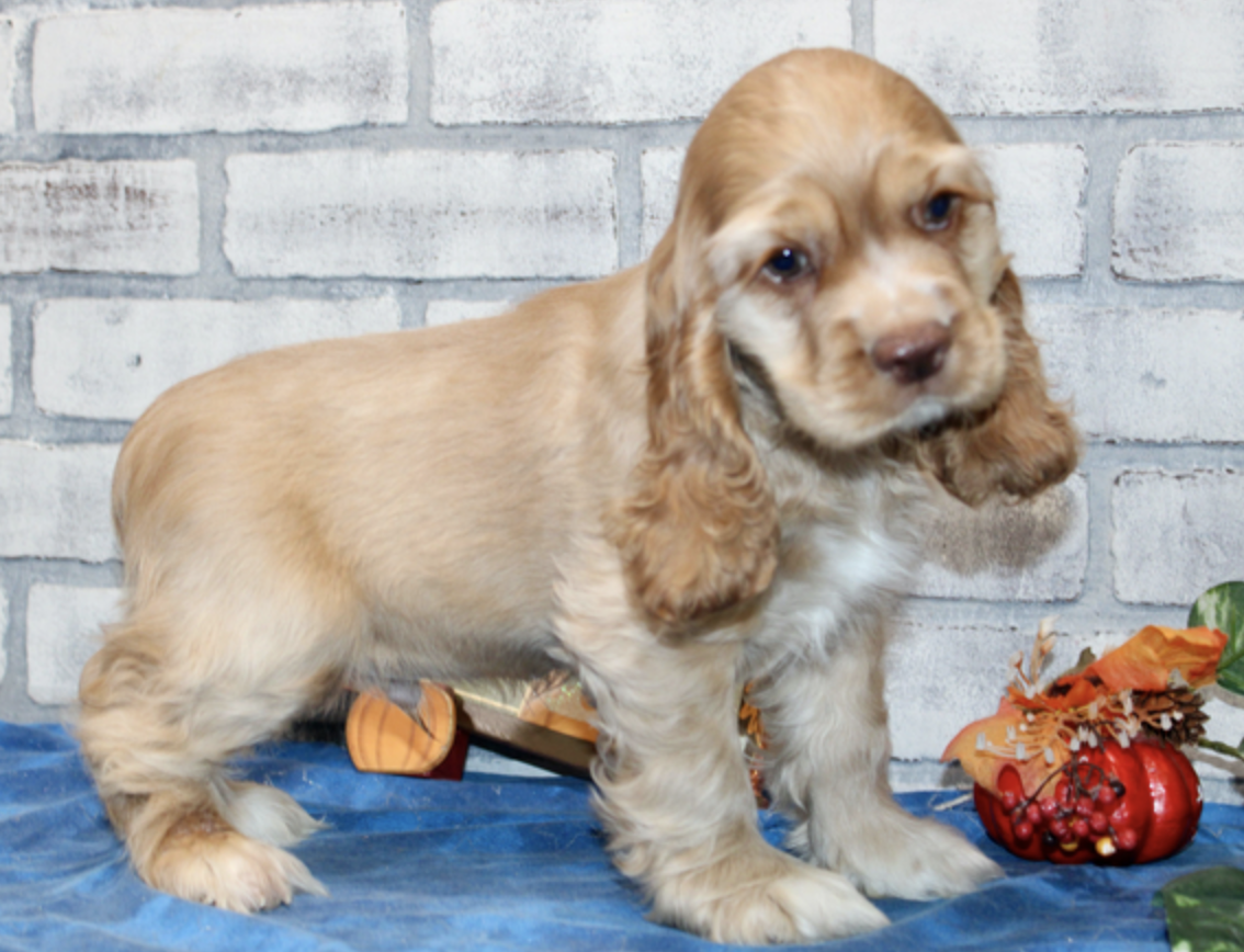 comprar cachorros sanos, baratos y asequibles para la venta